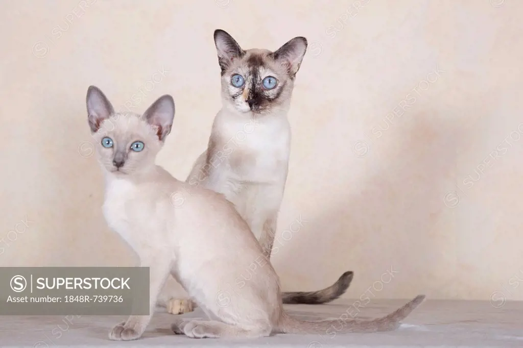 Tonkinese, cat breed, cat with kitten