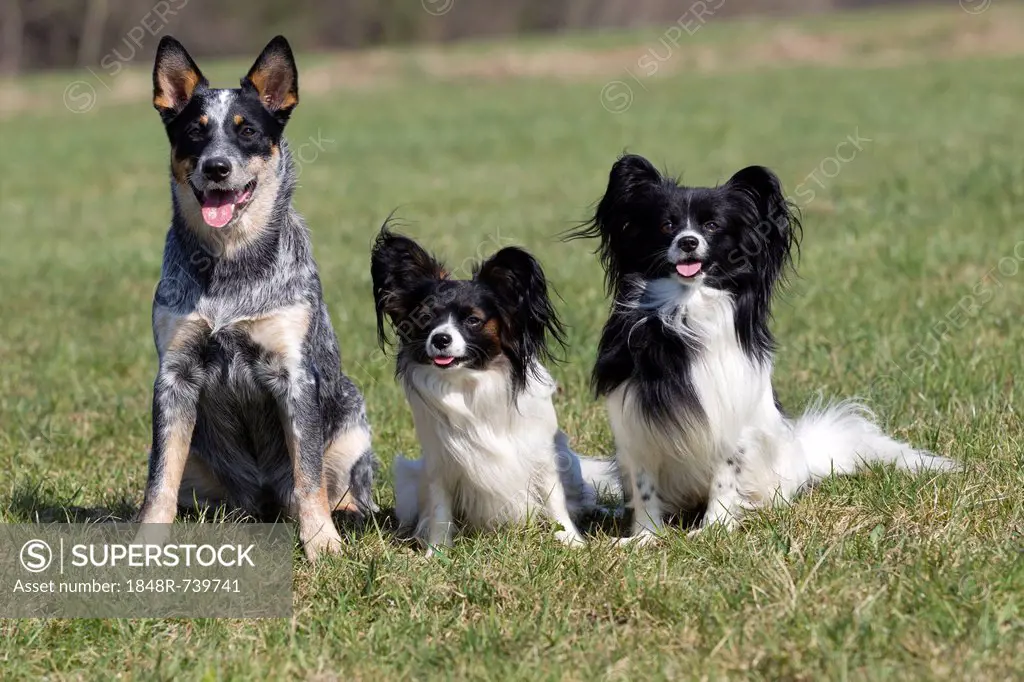 Australian Cattle Dog and two Toy Spaniel Papillons