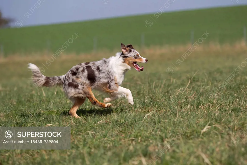 Australian Shepherd running in a meadow