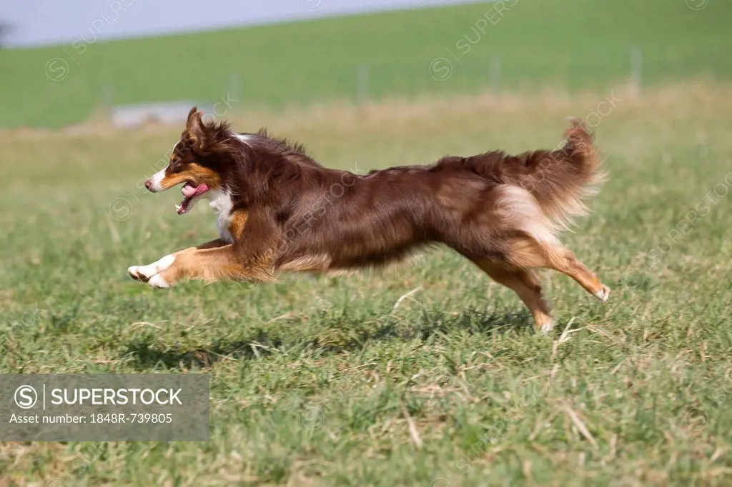 Australian Shepherd running in a meadow