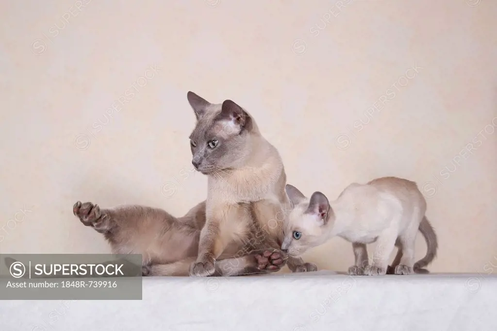 Tonkinese cat breed, tomcat for breeding with kittens