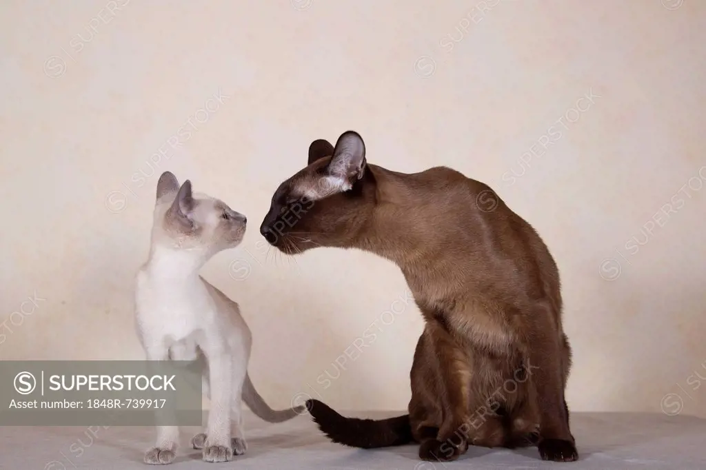 Tonkinese cat breed, cat with kittens