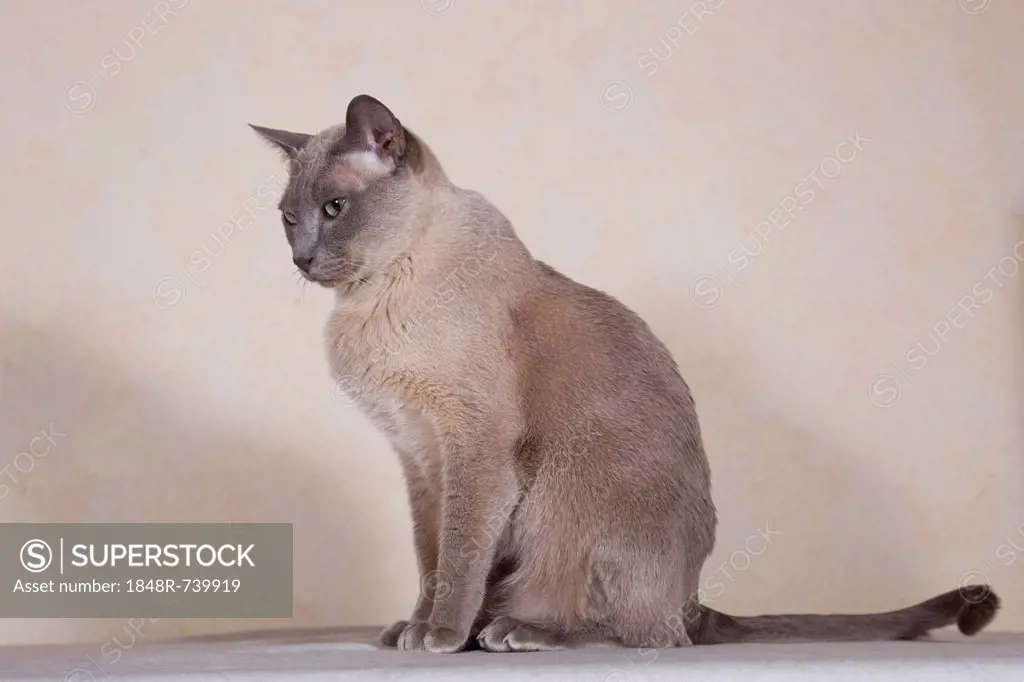 Tonkinese cat breed, tomcat for breeding