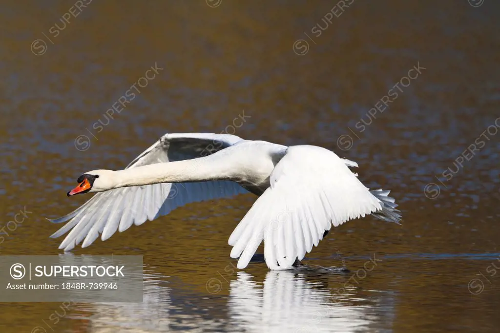 Mute Swan (Cygnus olor), in flight, Upper Bavaria, Bavaria, Germany, Europe