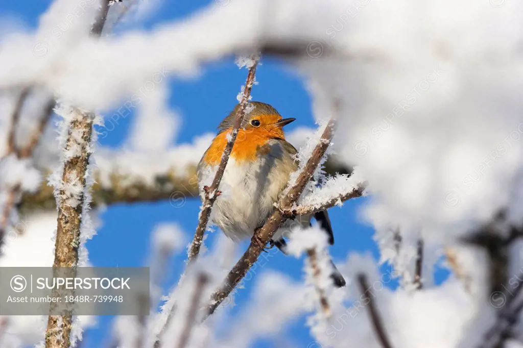 European robin in the snow (Erithacus rubecula), hoarfrost, Germany, Europe