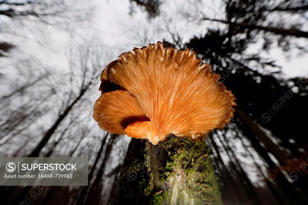 Oyster mushroom (Pleurotus ostreatus), growing on a tree trunk, Wipperfuerth, North Rhine-Westphalia, Germany, Europe