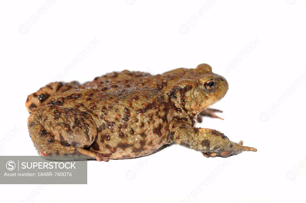 Toad (Bufo bufo complex)