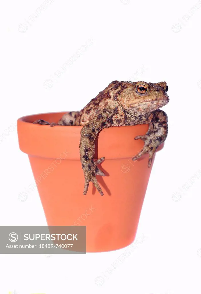 Toad (Bufo bufo complex) in a flower pot