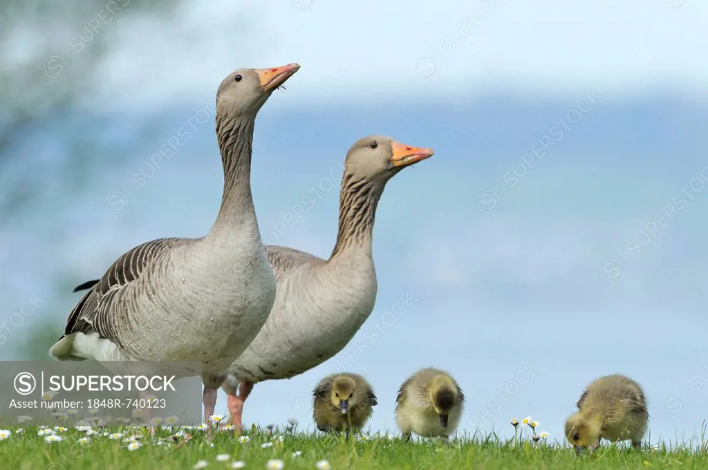 Family of Greylag geese (Anser anser), goslings foraging, Zug, Switzerland, Europe