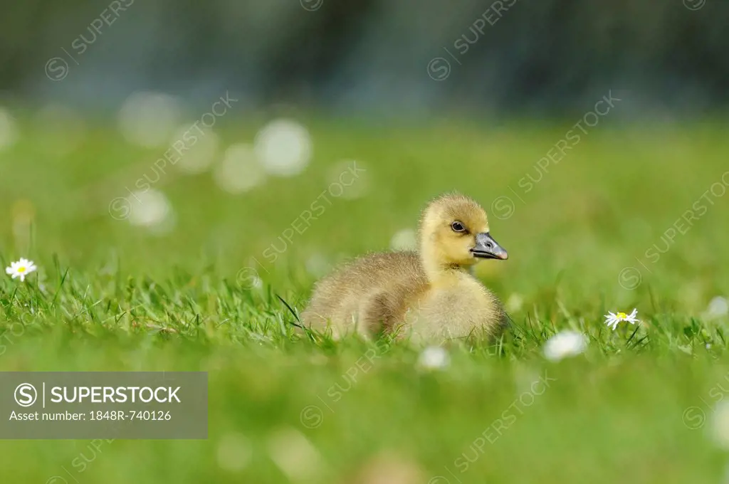 Young graylag goose (Anser anser), gosling, resting, Zug, Switzerland, Europe