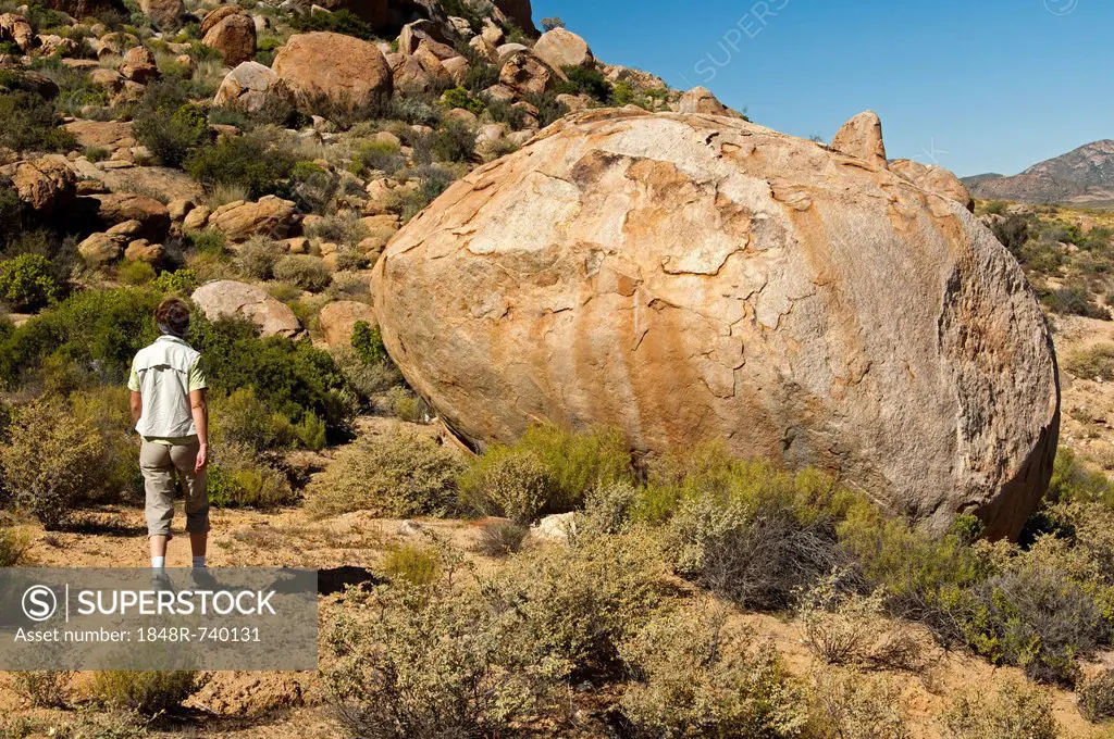 Large withered granite rock with person for size comparison, Namaqualand, Springbok, Northern Cape Province, South Africa, Africa
