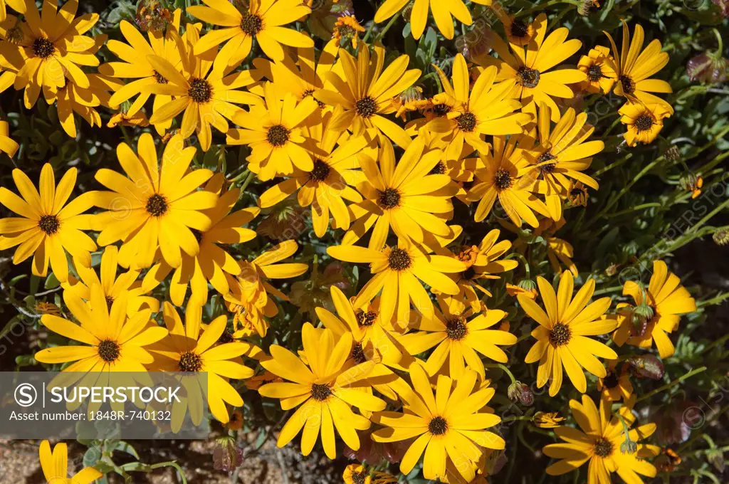 Yellow flowerheads of the Skaapbos shrub, African Daisy, South African Daisy, Cape Daisy (Tripteris oppositifolia), Namaqualand, South Africa