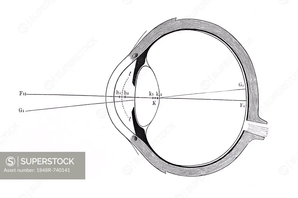 Eye, schematic representation