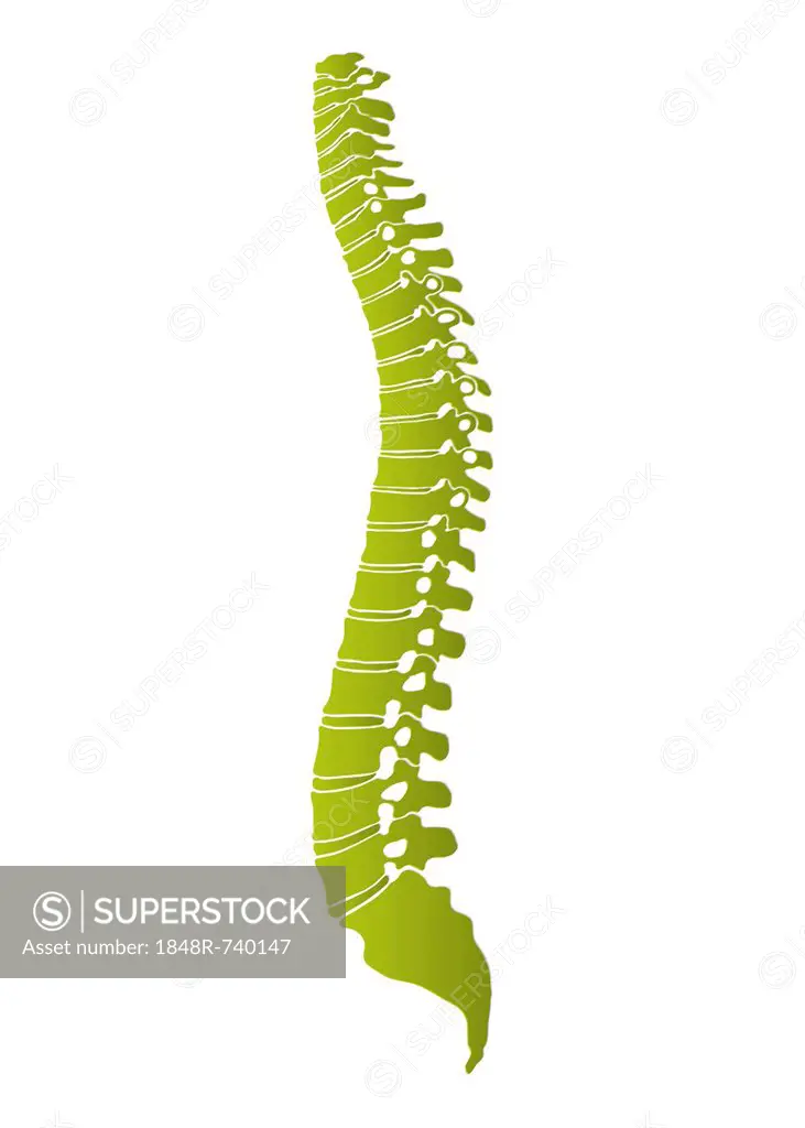 Human spine, schematic representation