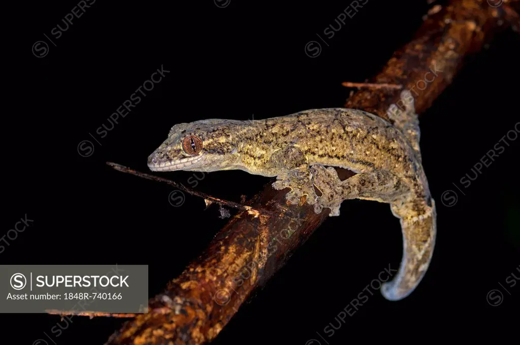 Turnip-tailed Gecko (Thecadactylus rapicaudus), Tiputini rainforest, Yasuni National Park, Ecuador, South America