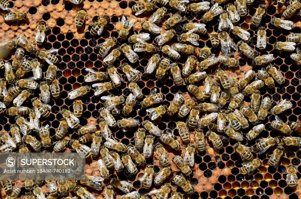 Carnolian Honeybee (Apis mellifera var. carnica), on comb with capped brood cells and pollen cells