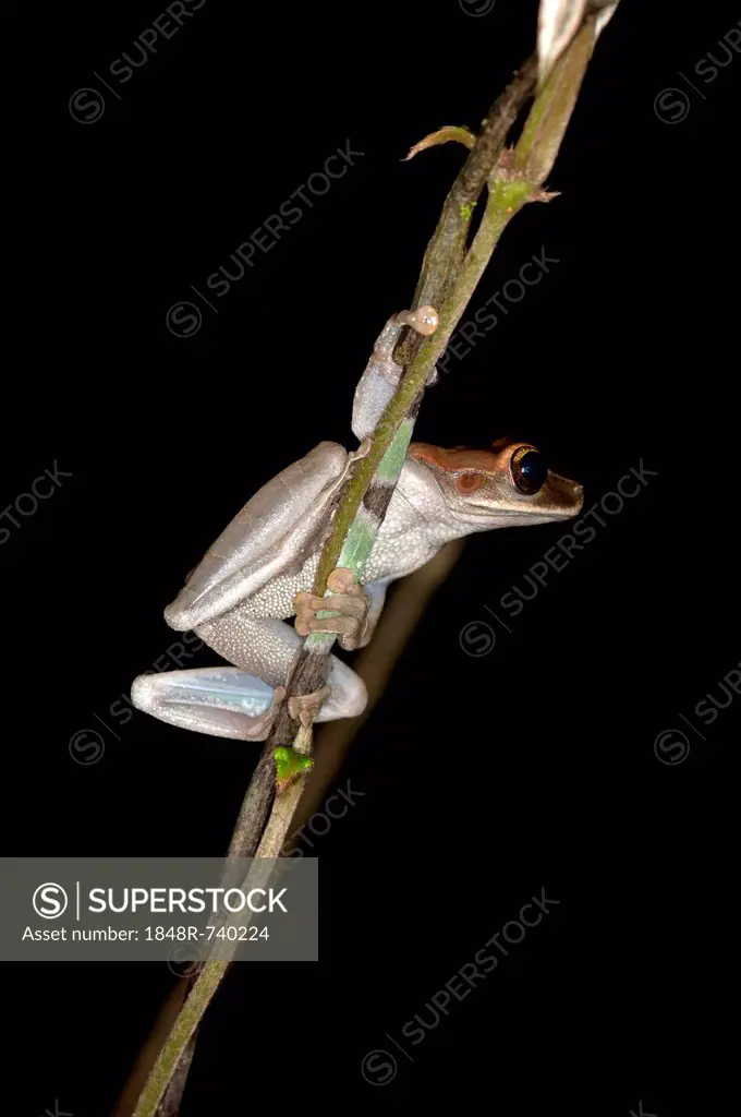 Treefrog (Osteocephalus sp.), Tiputini rain forest, Yasuni National Park, Ecuador, South America
