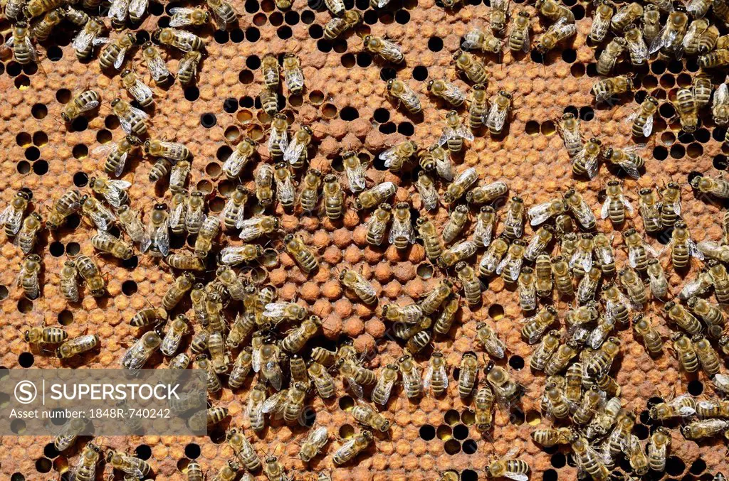 Brood comb with drone brood surrounded by worker bees (Apis mellifera var. carnica)