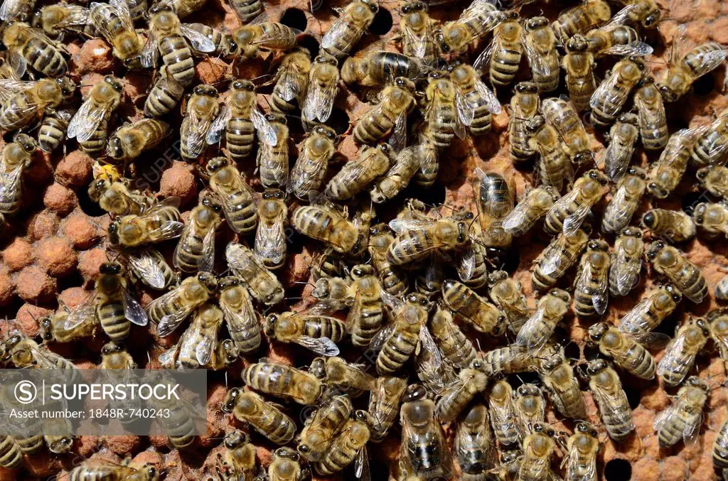 Brood comb with drone brood surrounded by worker bees (Apis mellifera var. carnica)