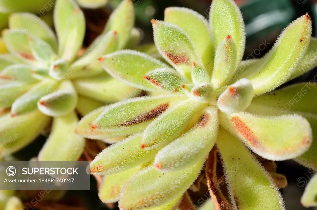 Firecracker Plant (Echeveria setosa), succulent plant with hairy leaves