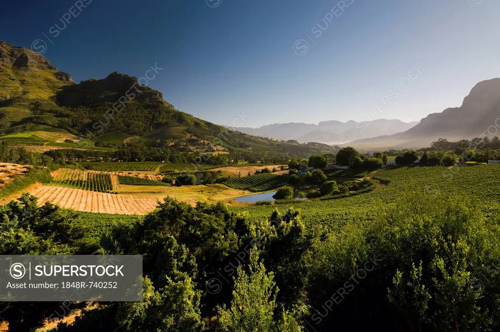 Landscape, vineyards, Stellenbosch area, Western Cape, South Africa, Africa