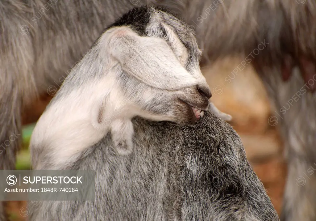 Goat licking its fur, Dahab, Egypt, Africa