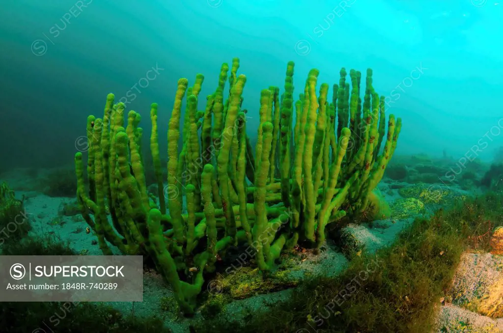 Demosponge (Lubomirskia baicalensis), Olkhon island, Lake Baikal, Siberia, Russia, Eurasia