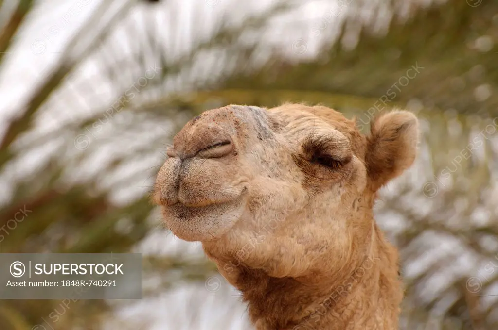 Dromedary camel or Arabian camel (Camelus dromedarius), portrait, Dahab, Egypt, Africa