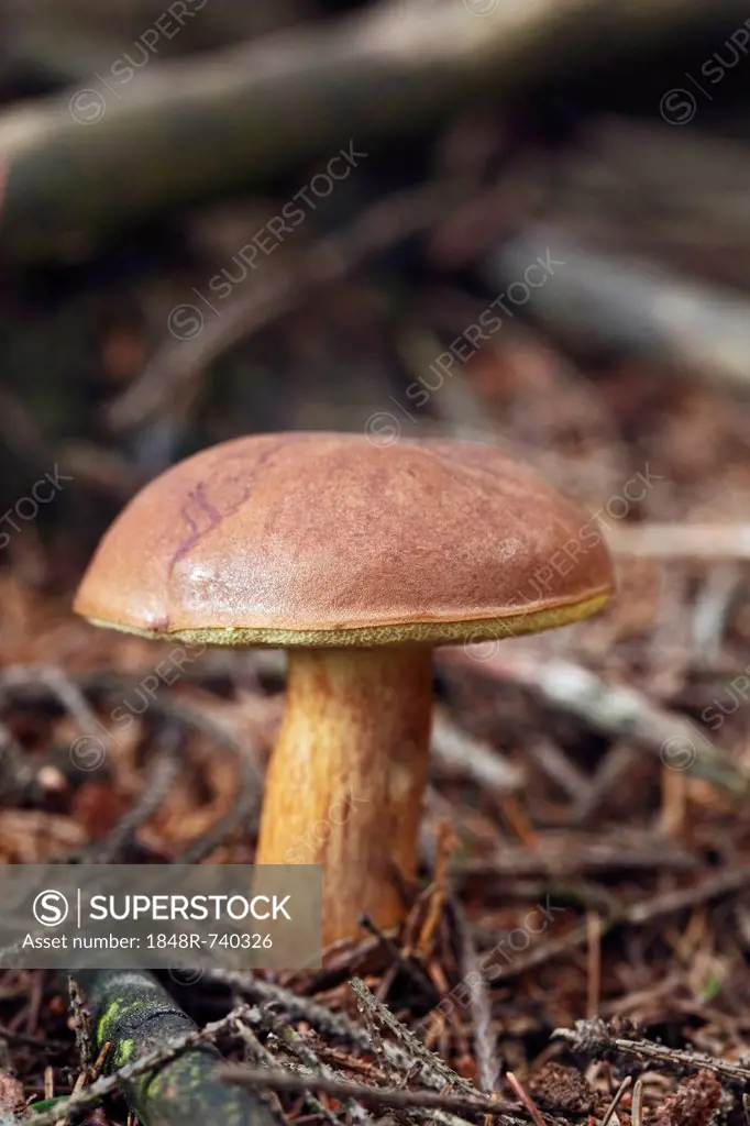 Bay Bolete (Boletus badius, syn. Xerocomus badius), an edible mushroom, Gummersbach, Oberbergischer Kreis district, North Rhine-Westphalia, Germany, E...