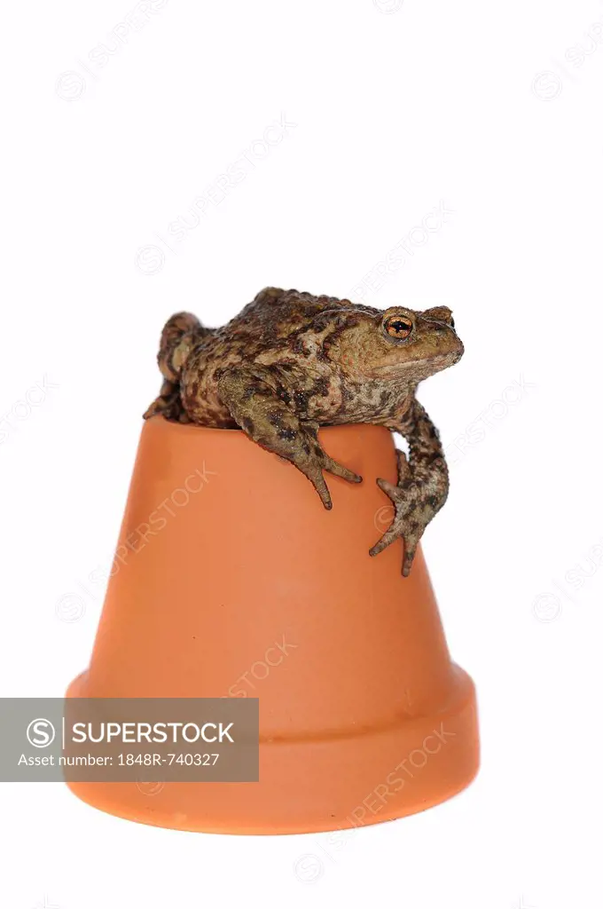 Toad (Bufo bufo complex) on a flower pot