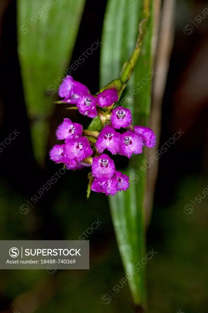 Orchid flower (Elleanthus sp.), Tandayapa region, Andean cloud forest, Ecuador, South America