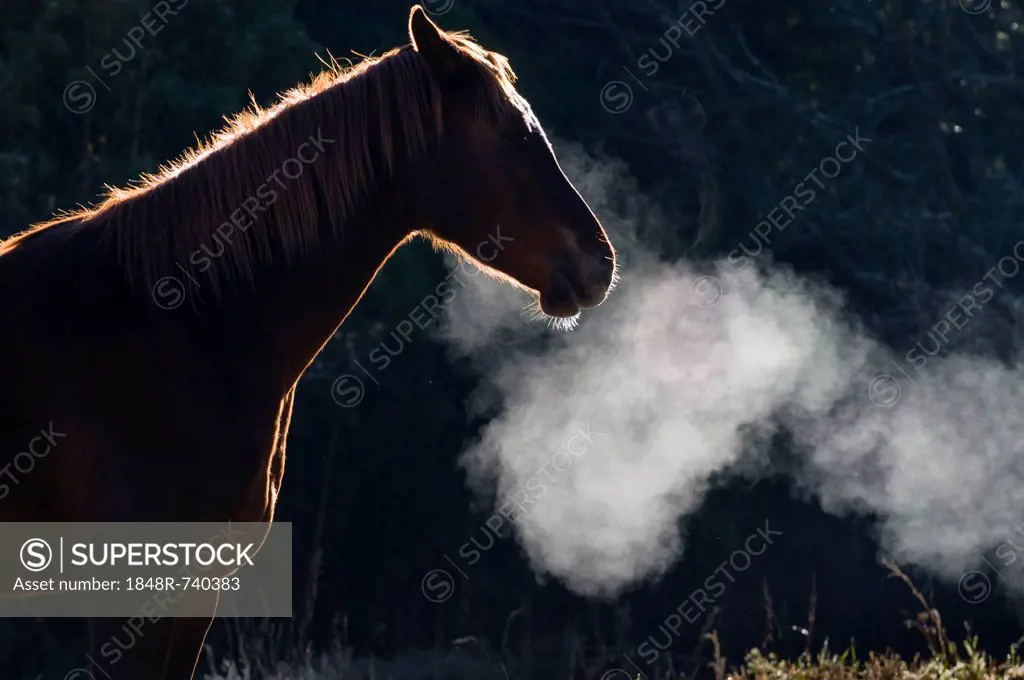 Horse, condensation of breath, South Africa, Africa