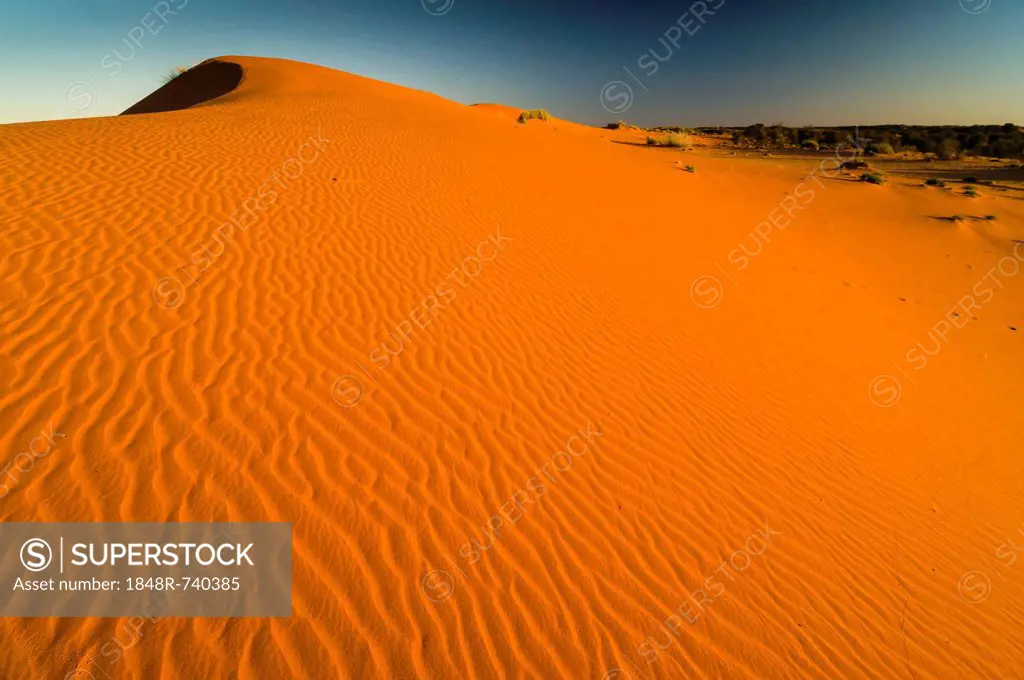Red dunes, Kgalagadi Transfrontier Park, Kalahari Desert, Northern Cape, South Africa, Africa