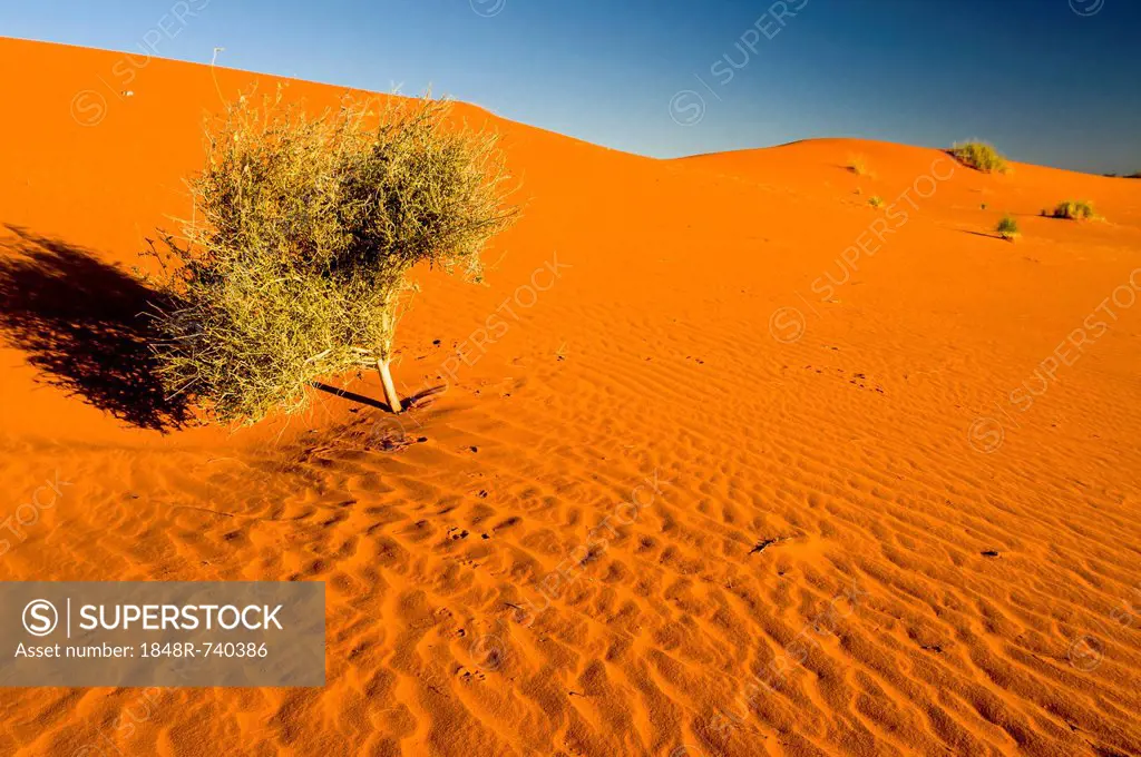 Camel Thorn (Acacia erioloba), red dunes, Kgalagadi Transfrontier Park, Kalahari Desert, Northern Cape, South Africa, Africa
