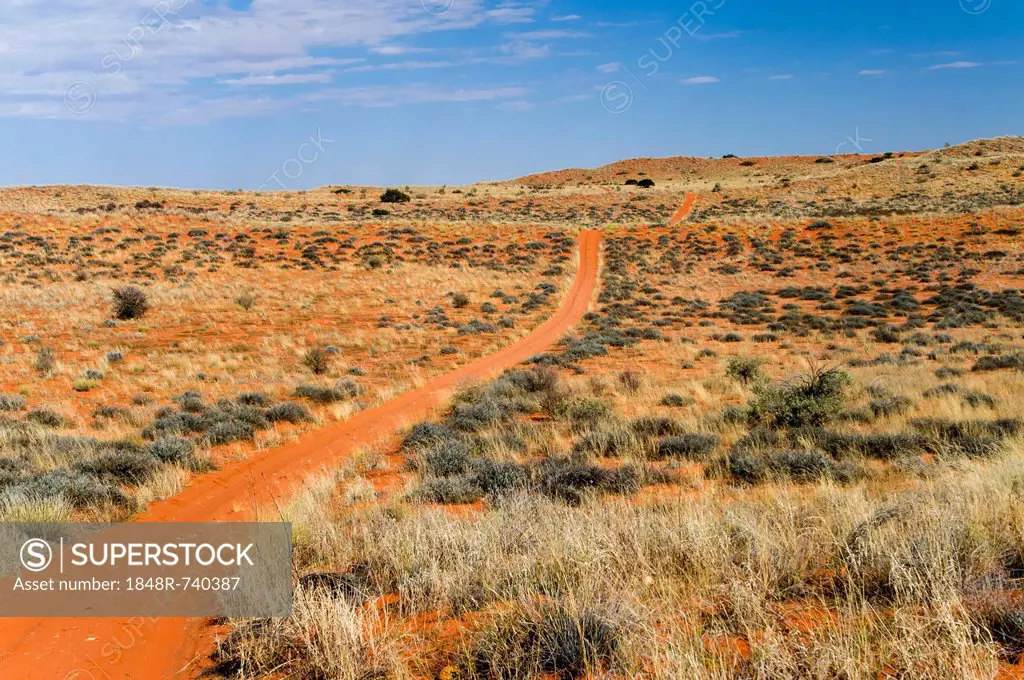 Road through the red dunes, Kgalagadi Transfrontier Park, Kalahari Desert, Northern Cape, South Africa, Africa