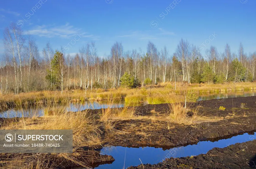 Abandoned peat cutting area flooded, overgrown with moor grass and rushes, Stammbeckenmoor near Raubling, Alpine Uplands, Bavaria, Germany, Europe