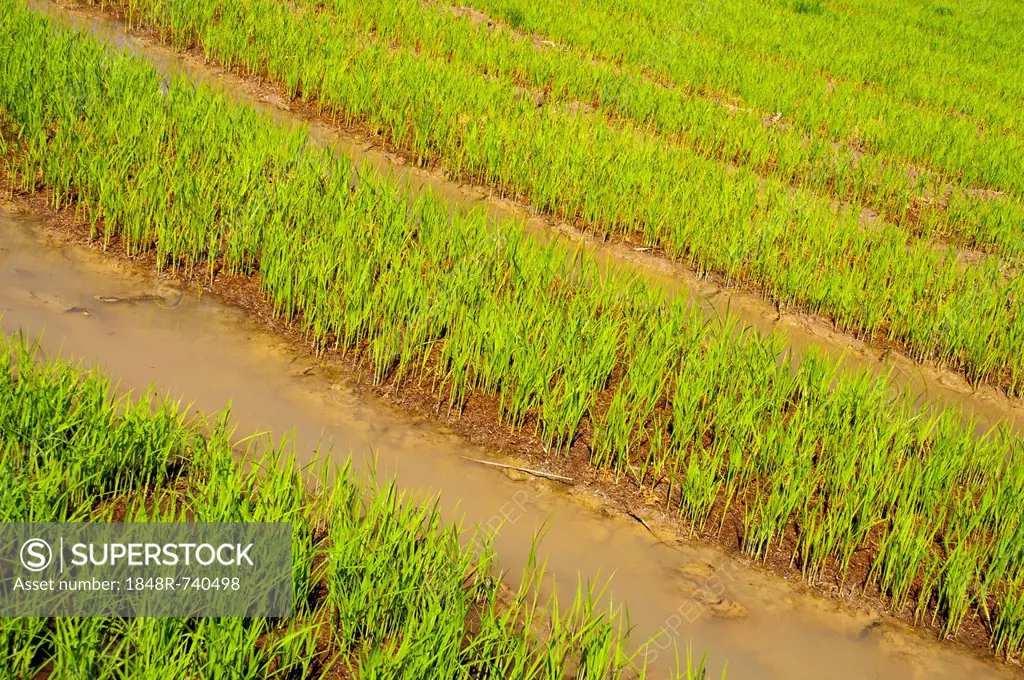 Rice plants in the water, rice farming, rice paddy, Northern Thailand, Thailand, Asia
