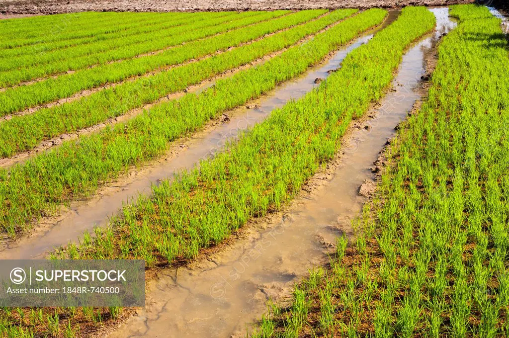 Rice plants in the water, rice farming, rice paddy, Northern Thailand, Thailand, Asia
