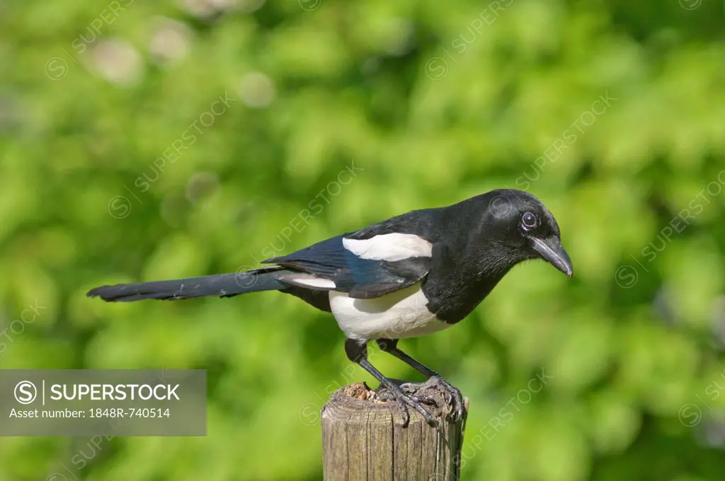 Magpie (Pica pica), keeping lookout on a pole in a meadow, Untergroeningen, Baden-Wuerttemberg, Germany, Europe
