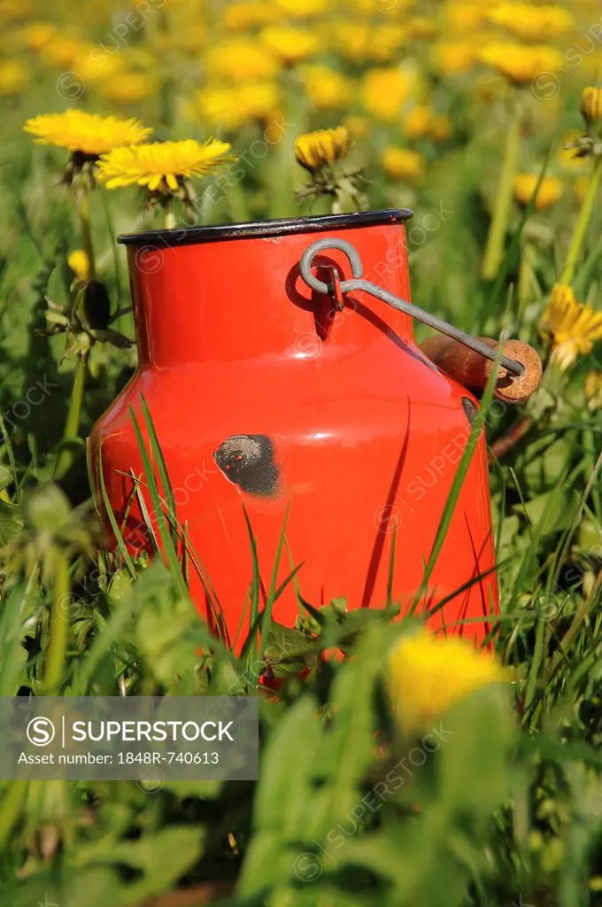 Old red milk can or churn in a dandelion meadow