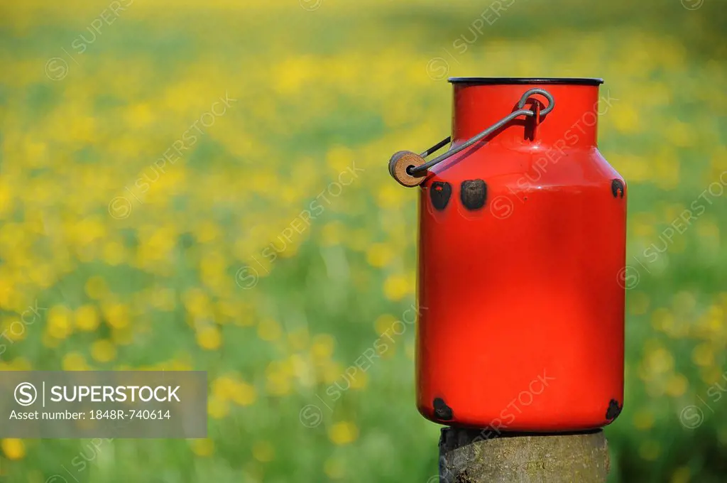 Old red milk can or churn in front of a dandelion meadow