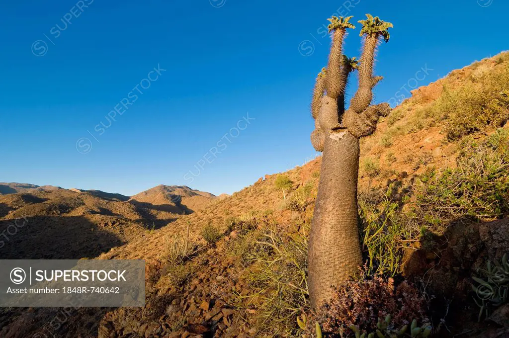 Halfmens or Elephant's Trunk (Pachypodium namaquanum), Richtersveld National Park, Northern Cape, South Africa, Africa