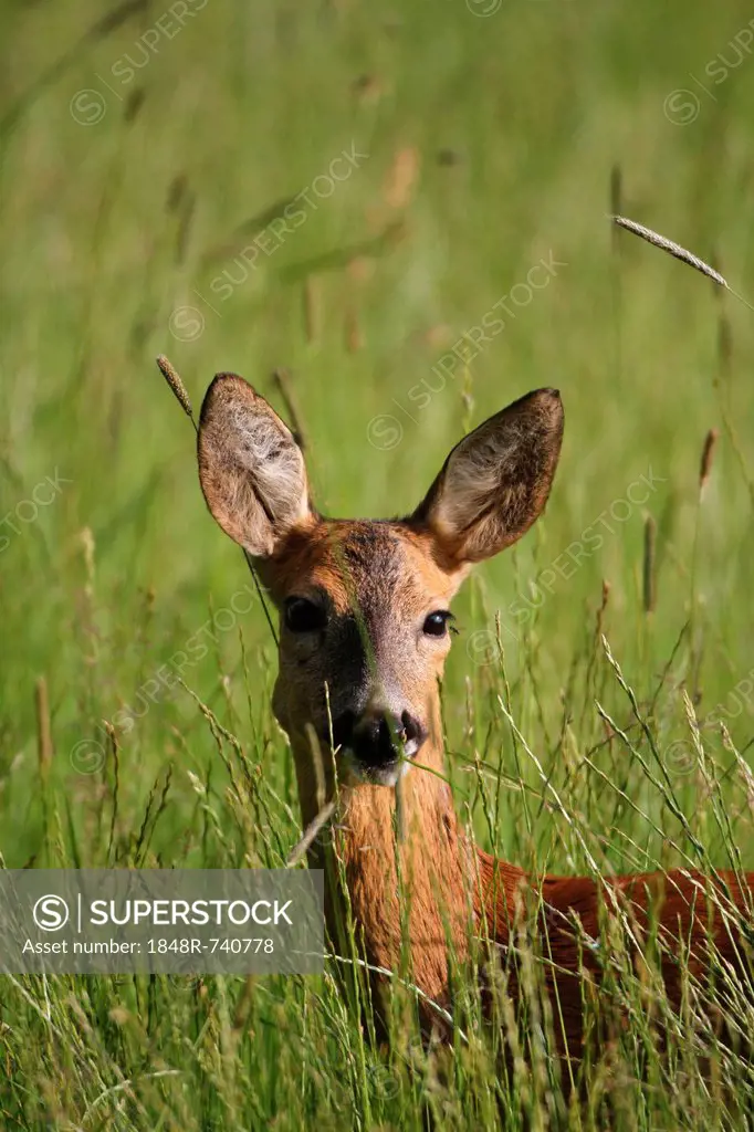 Roe deer (Capreolus capreolus), portrait, Allgaeu, Bavaria, Germany, Europe