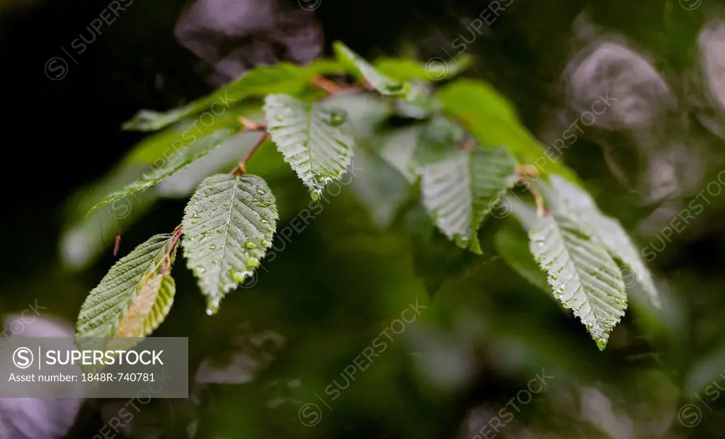 Hop hornbeam (Ostrya carpinifolia) with raindrops