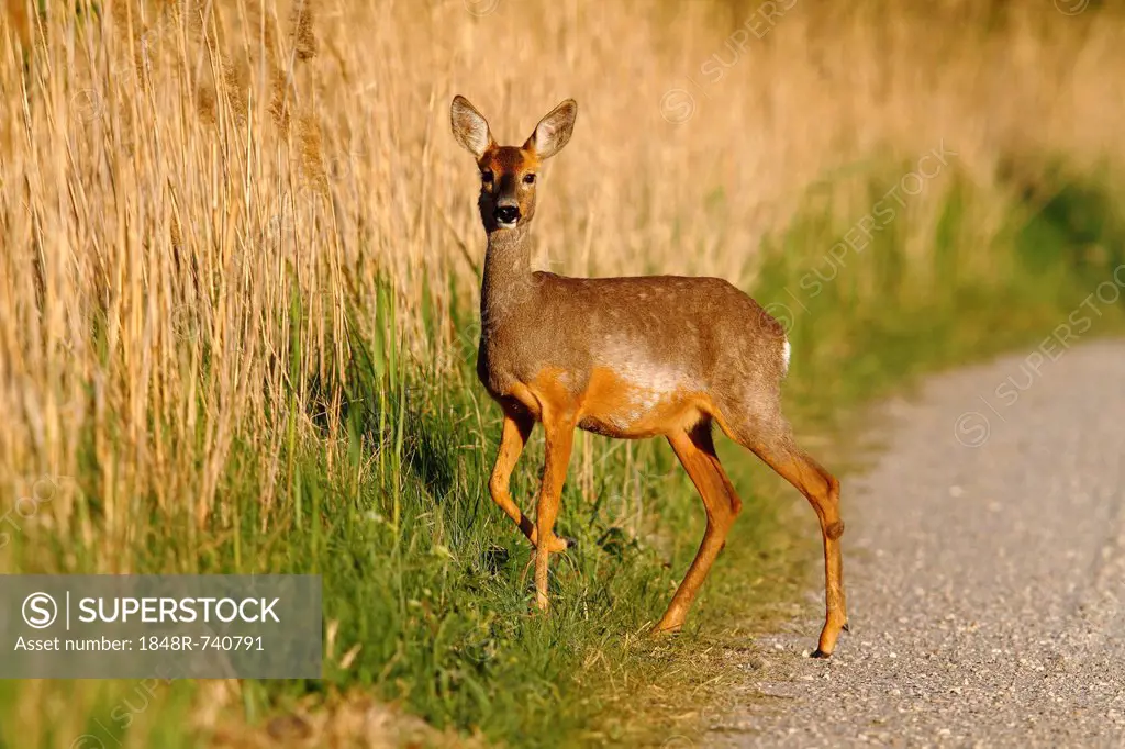 Roe deer (Capreolus capreolus) standing on a dirt road on the edge of reeds, Lake Neusiedl, Burgenland, Austria, Europe