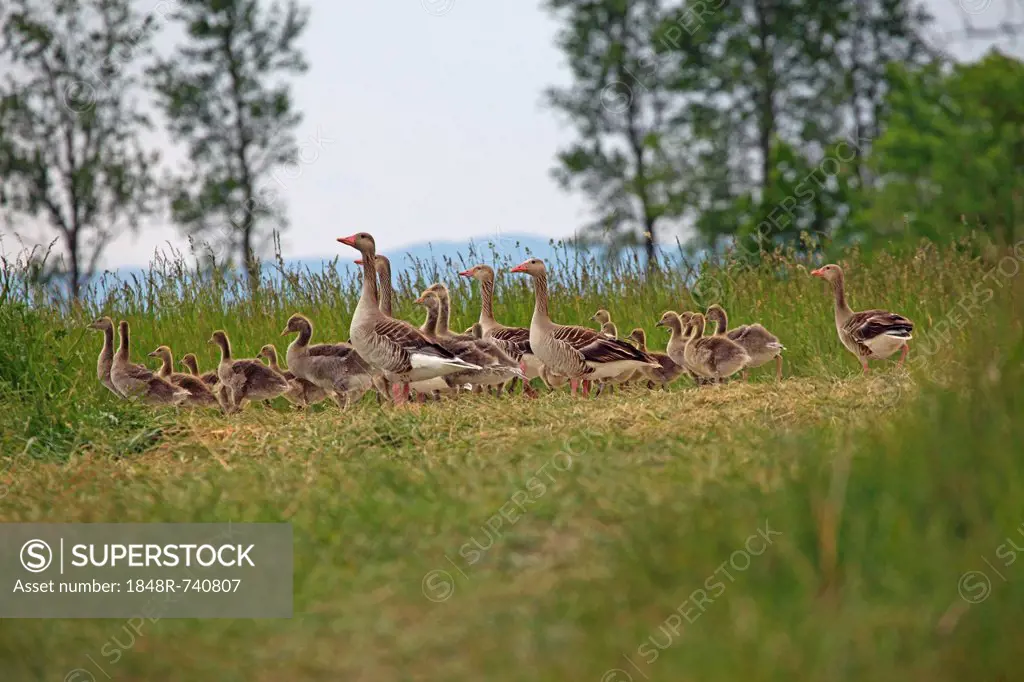 Greylag geese (Anser anser) with goslings, Burgenland, Austria, Europe