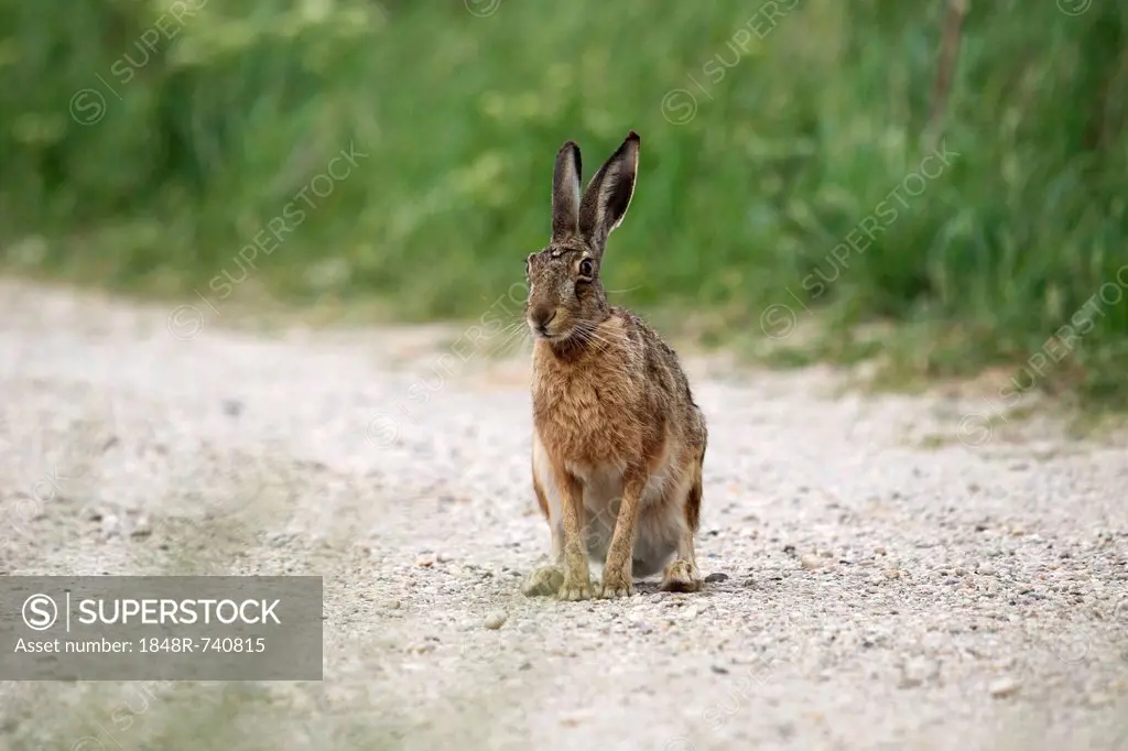 Hare (Lepus europaeus), Burgenland, Austria, Europe