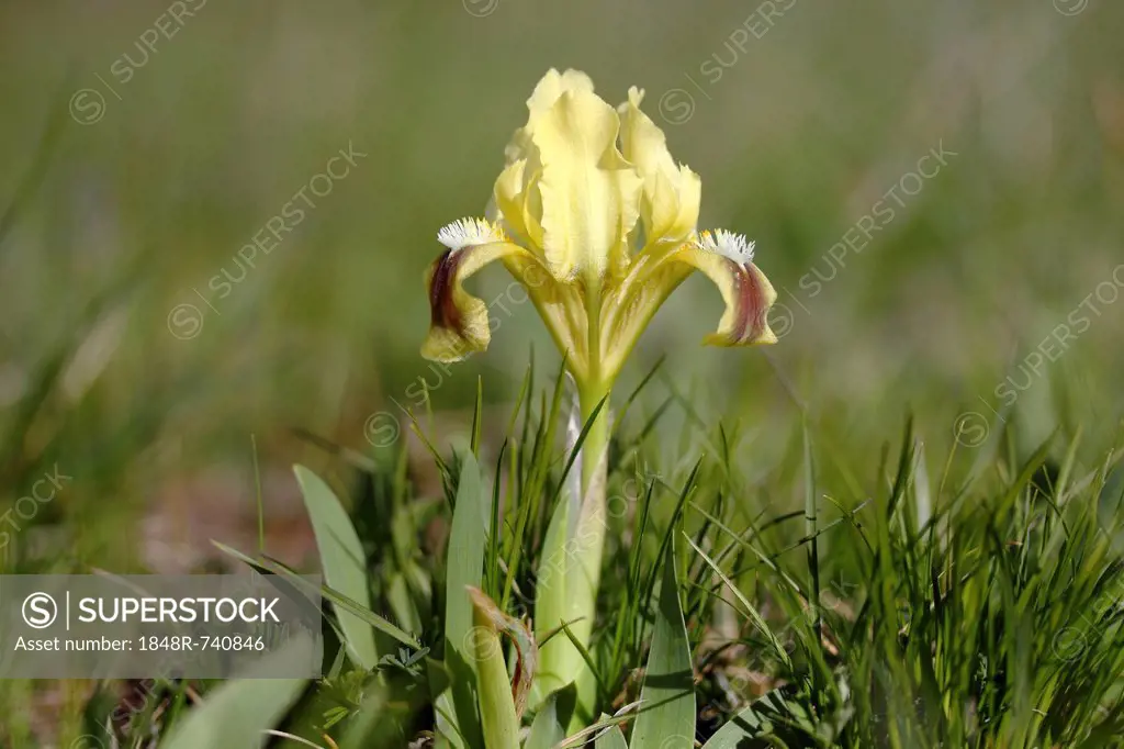 Dwarf iris (Iris pumila), variety with yellow blossoms, Lake Neusiedl, Burgenland, Austria, Europe
