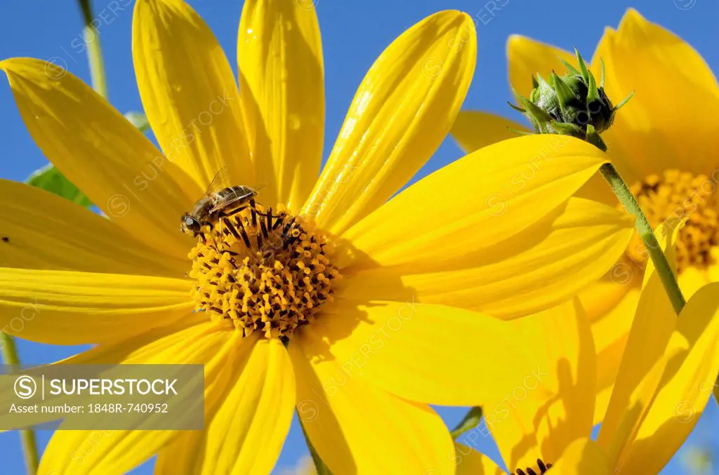 Yellow flowers of the Jerusalem Artichoke, Sunchoke or Topinambour (Helianthus tuberosus)