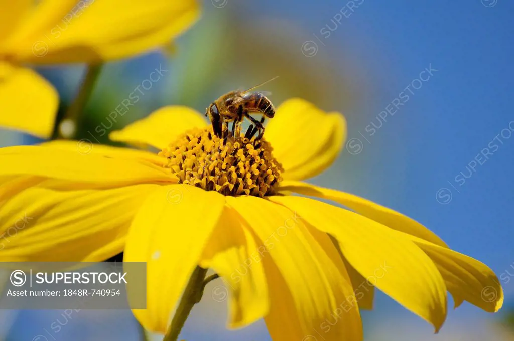 Hoverfly (Syrphidae) on a yellow flower of the Jerusalem Artichoke, Sunchoke or Topinambour (Helianthus tuberosus)